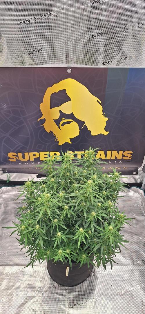 Jack Herer Super Strains. Week 6