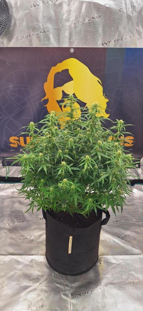 Jack Herer Super Strains. Week 6