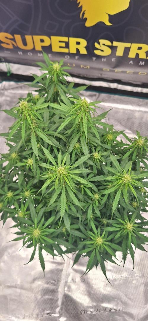 Jack Herer Super Strains. Week 6