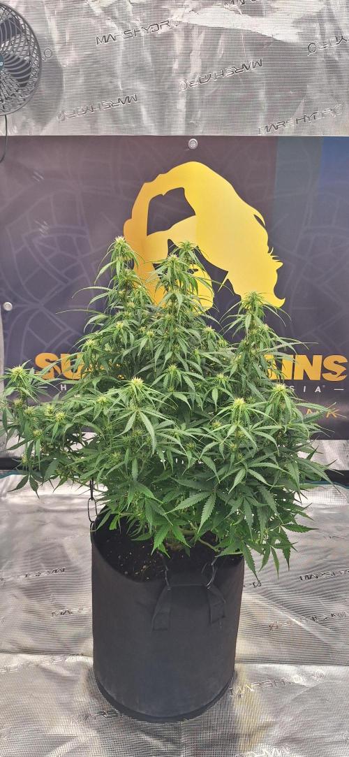 Jack Herer Super Strains. Week 6