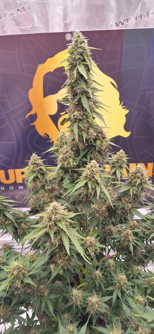 Dosidos auto. Week 9