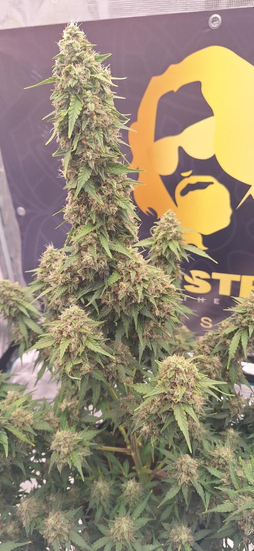 Dosidos auto. Week 10