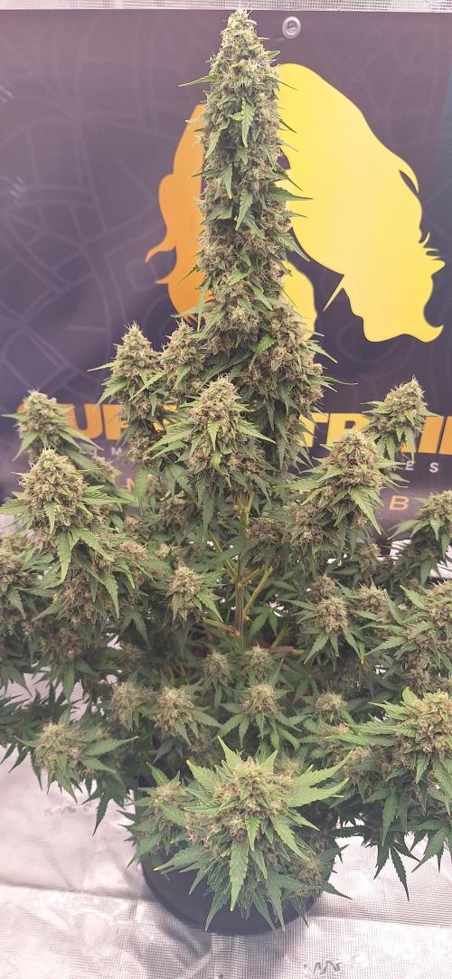 Dosidos auto. Week 10