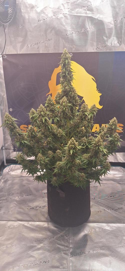 Dosidos auto. Week 10