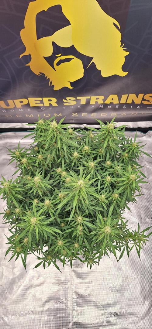 Jack Herer Super Strains. Week 7