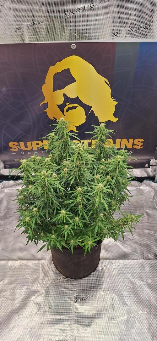 Jack Herer Super Strains. Week 7
