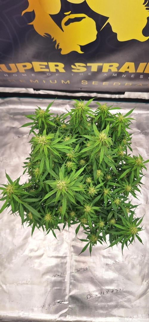 Jack Herer Super Strains. Week 7