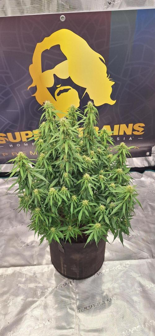 Jack Herer Super Strains. Week 7