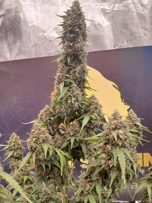 Dosidos auto. Week 11