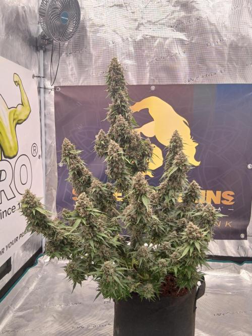 Dosidos auto. Week 11