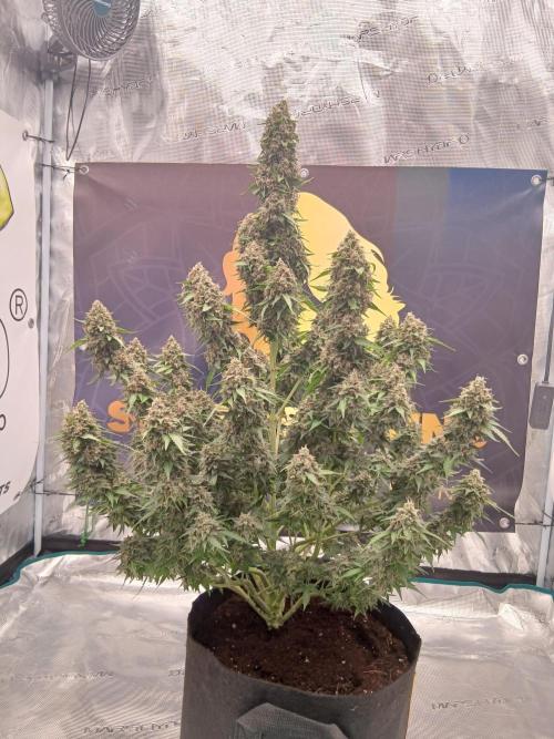 Dosidos auto. Week 11