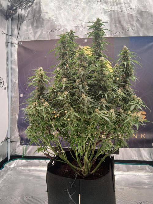 Jack Herer Super Strains. Week 8