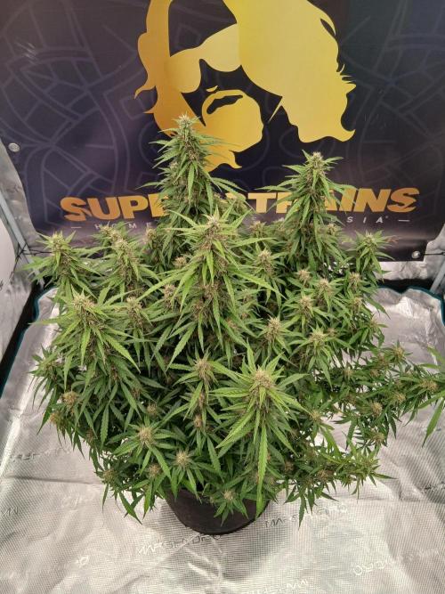 Jack Herer Super Strains. Week 8