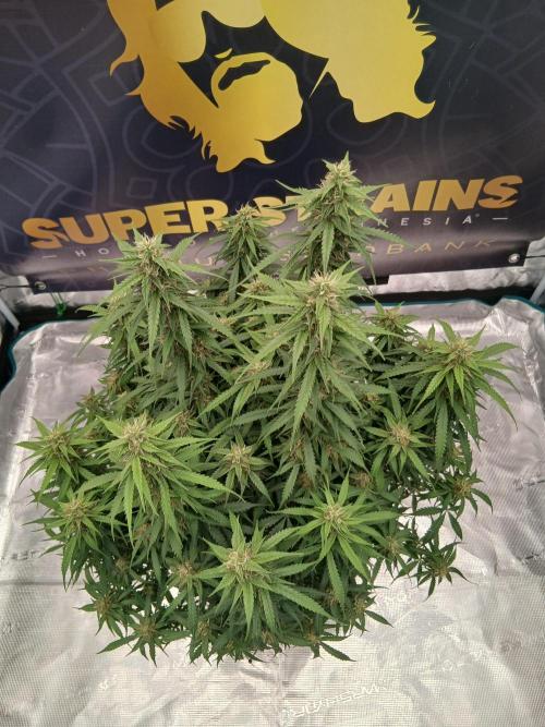 Jack Herer Super Strains. Week 8