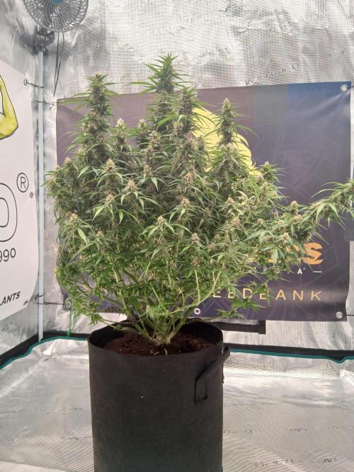 Jack Herer Super Strains. Week 8