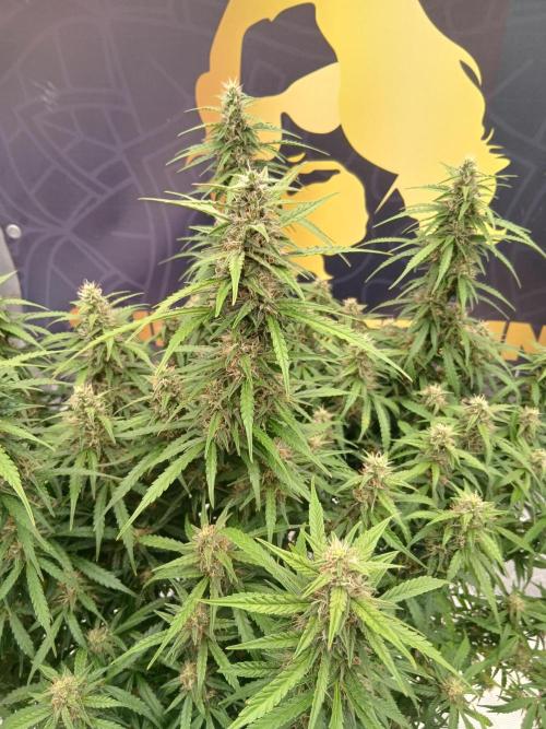 Jack Herer Super Strains. Week 8