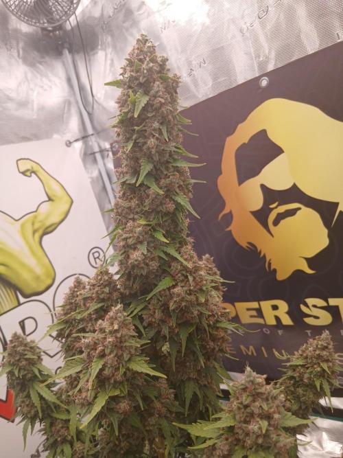 Dosidos auto. Week 12