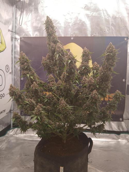 Dosidos auto. Week 12