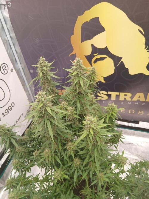 Jack Herer Super Strains. Week 9