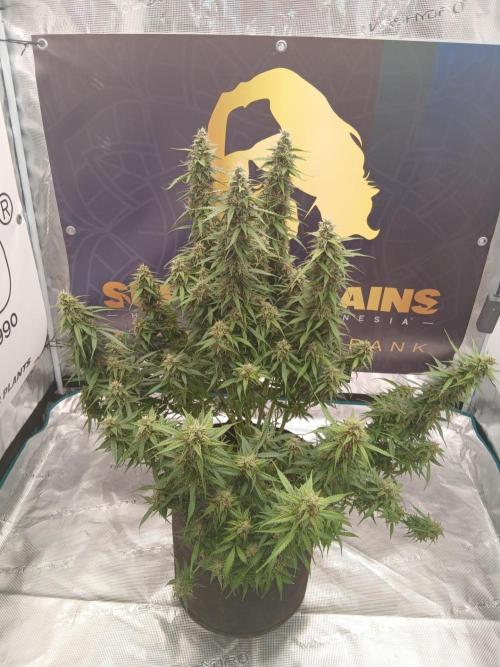 Jack Herer Super Strains. Week 9