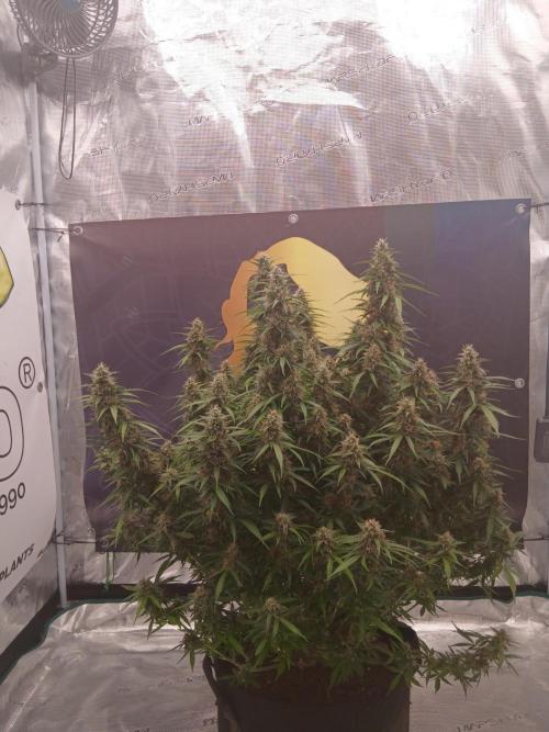 Jack Herer Super Strains. Week 9