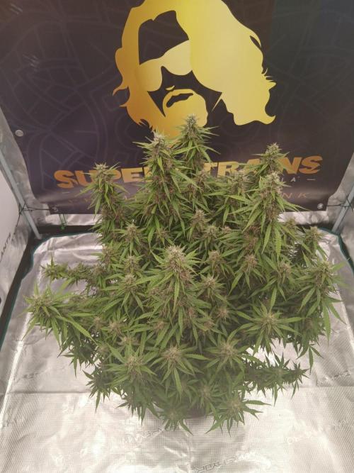 Jack Herer Super Strains. Week 9