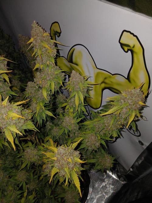 Dosidos auto. Week 13