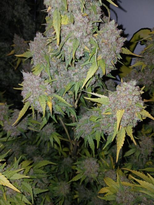 Dosidos auto. Week 13