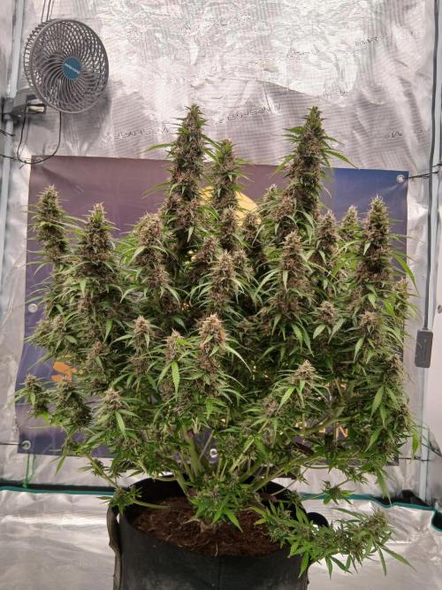 Jack Herer Super Strains. Week 10