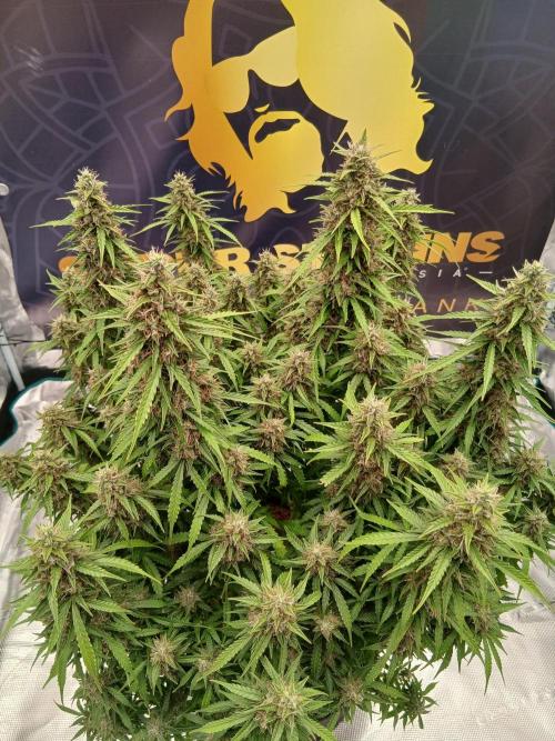 Jack Herer Super Strains. Week 10