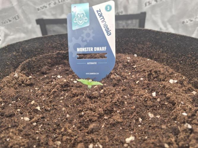 Zamnesia Seeds – Monster Dwarf Auto. Week 0