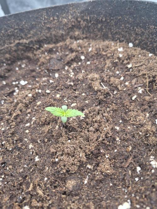 Zamnesia Seeds – Monster Dwarf Auto. Week 0