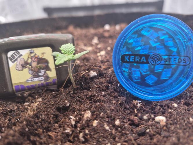 Kera Seeds – Dwarf Autoflower. Week 0
