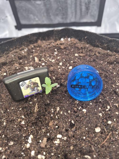 Kera Seeds – Dwarf Autoflower. Week 0