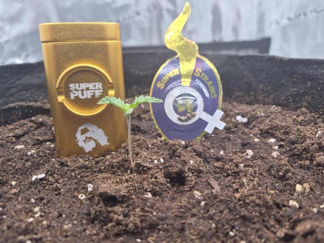 Super Strains Seeds – Dwarf XXL. Week 0