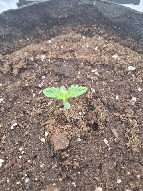 Super Strains Seeds – Dwarf XXL. Week 0