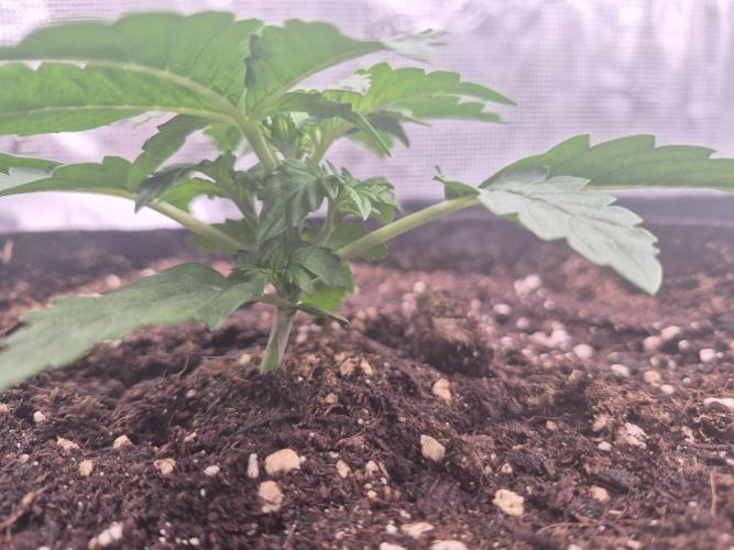 Kera Seeds – Dwarf Autoflower. Week 1