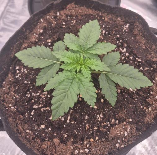 Kera Seeds – Dwarf Autoflower. Week 1