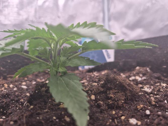 Zamnesia Seeds – Monster Dwarf Auto. Week 1