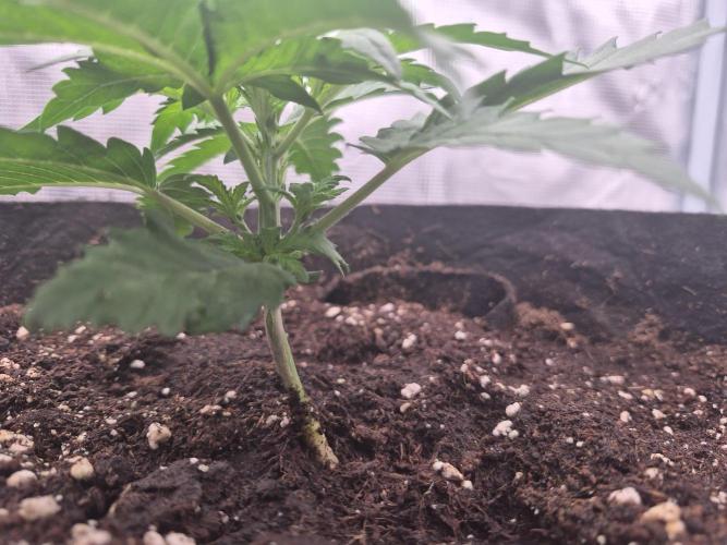 Super Strains Seeds – Dwarf XXL. Week 1