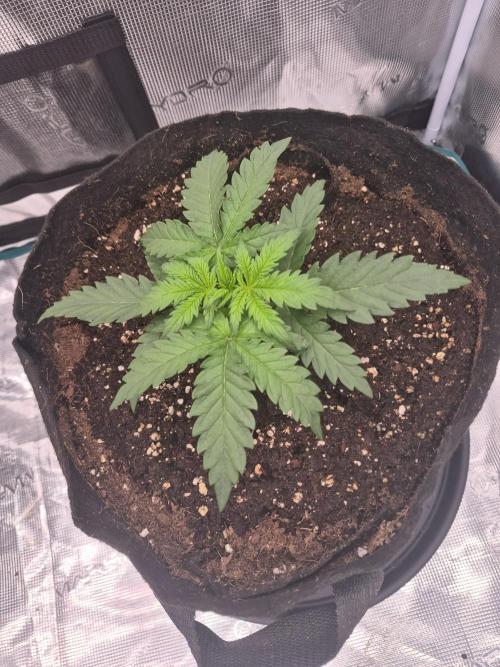 Super Strains Seeds – Dwarf XXL. Week 1