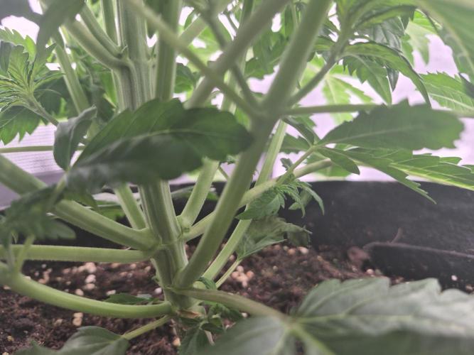 Kera Seeds – Dwarf Autoflower. Week 2