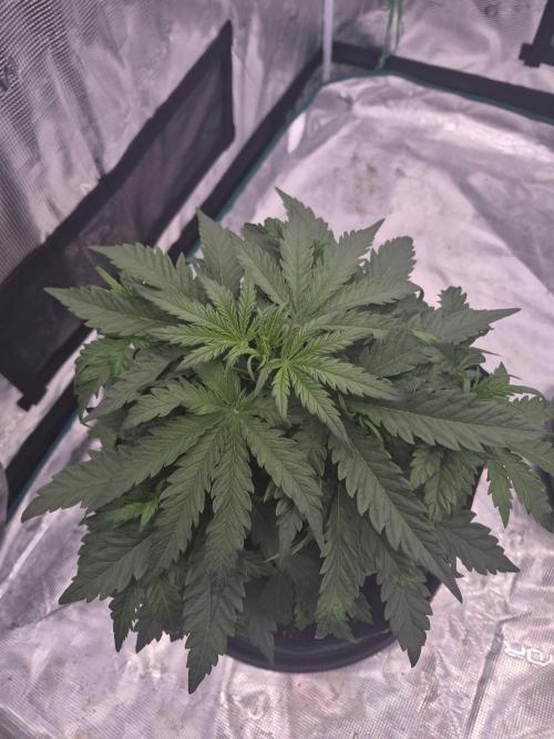 Kera Seeds – Dwarf Autoflower. Week 2