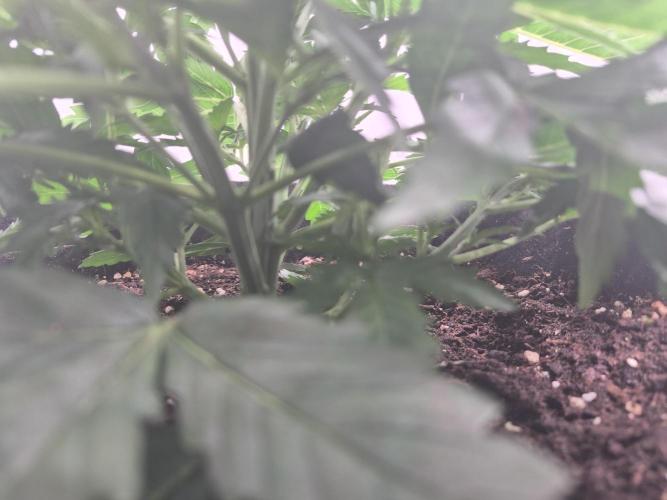 Zamnesia Seeds – Monster Dwarf Auto. Week 2