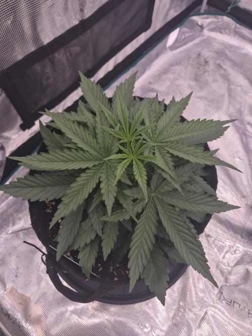 Zamnesia Seeds – Monster Dwarf Auto. Week 2