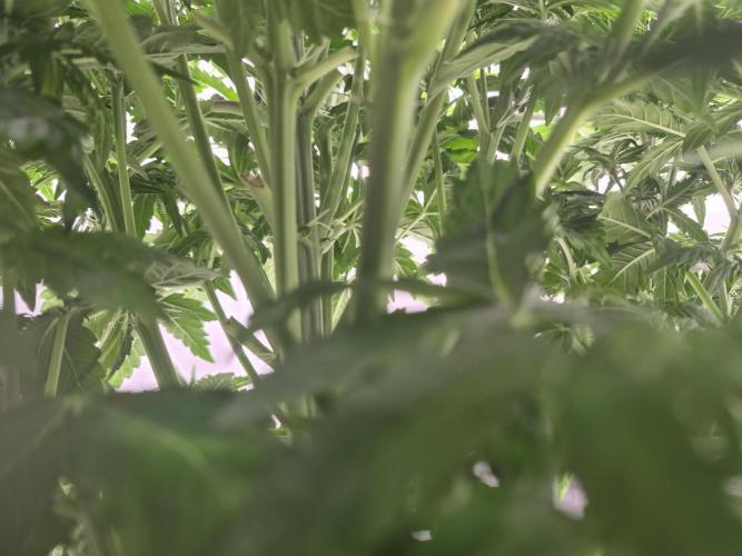 Kera Seeds – Dwarf Autoflower. Week 3