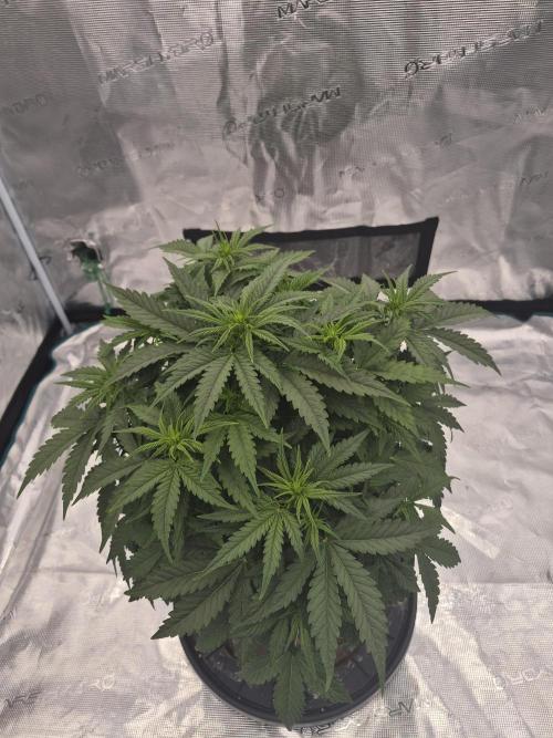 Kera Seeds – Dwarf Autoflower. Week 3