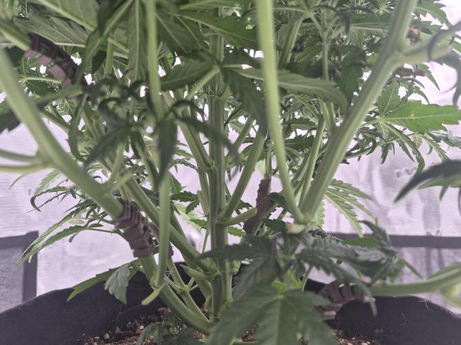 Super Strains Seeds – Dwarf XXL. Week 3