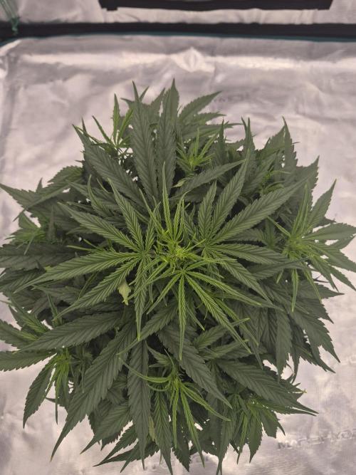 Zamnesia Seeds – Monster Dwarf Auto. Week 3