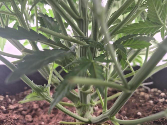 Zamnesia Seeds – Monster Dwarf Auto. Week 3